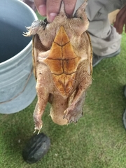 Claudius angustatus