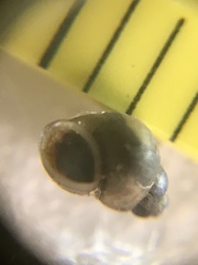 Pyrgulopsis