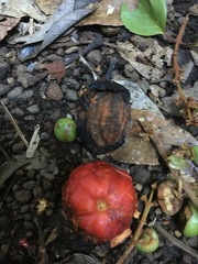 Cryptocarya pleurosperma