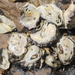 Sydney Rock Oyster - Photo (c) tangatawhenua, some rights reserved (CC BY-NC)