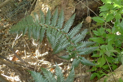 Polystichum wawranum