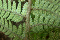 Polystichum wawranum