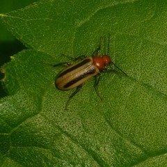 Zonitis bilineata