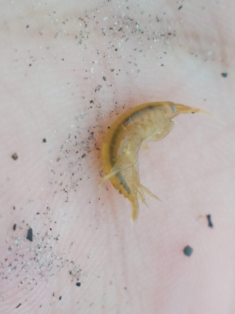 Gammaridae from Lysekil Municipality, Sweden on July 15, 2023 at 1009