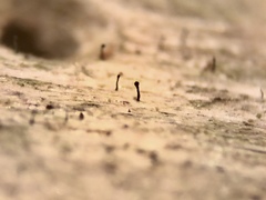 Chaenothecopsis savonica