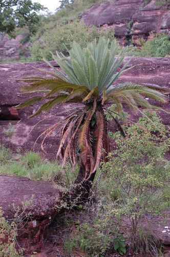 Dioon merolae, photograph 5