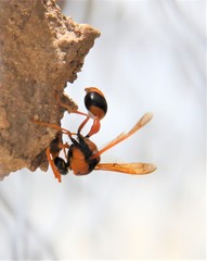 Delta bicinctum