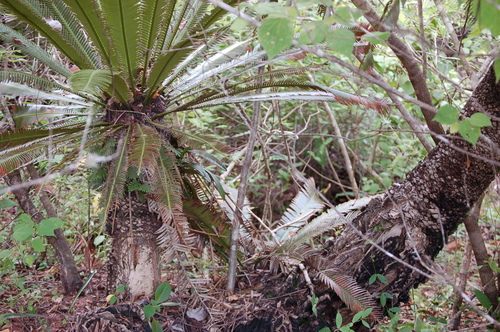 Dioon merolae, photograph 6