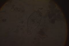 Anuraeopsis fissa