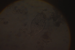 Anuraeopsis fissa