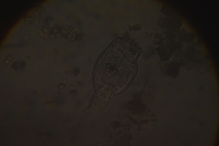 Anuraeopsis fissa
