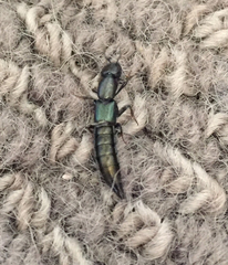 Thyreocephalus