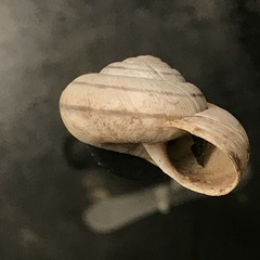 Oreohelix strigosa