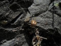 Tidarren sisyphoides