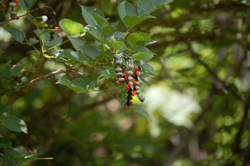 Image of Erythrina berteroana by (c) Neptalí Ramírez Marcial, some rights reserved (CC BY)