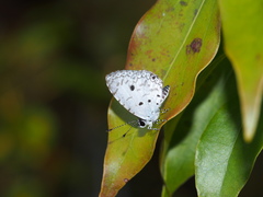 Megisba malaya sikkima