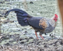 Gallus sonneratii