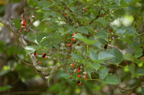 Image of Erythrina berteroana by (c) Neptalí Ramírez Marcial, some rights reserved (CC BY)