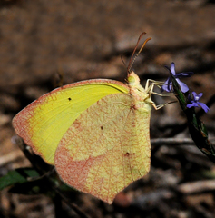 Abaeis salome jamapa