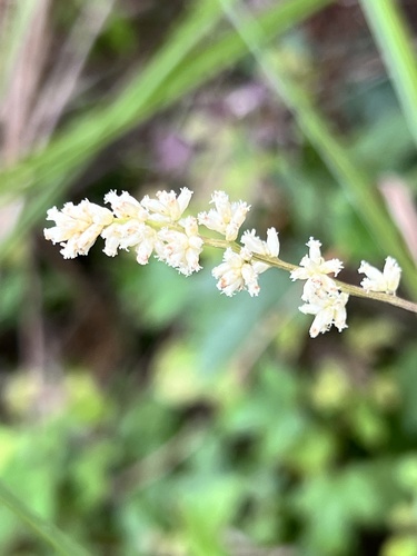 Artemisia lactiflora iNat (1)