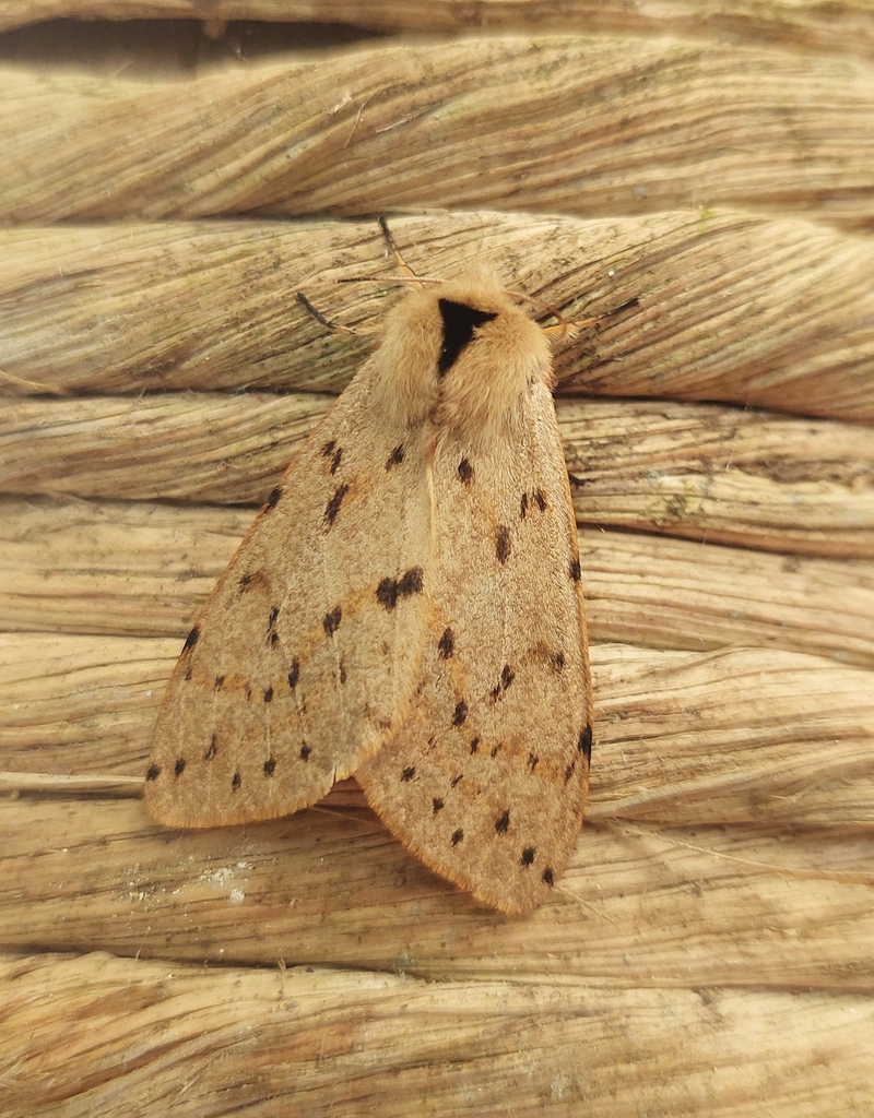 Spilosoma fraterna