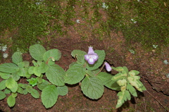 Eucodonia andrieuxii