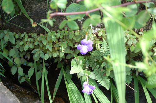 Image of Achimenes longiflora by (c) Neptalí Ramírez Marcial, some rights reserved (CC BY)