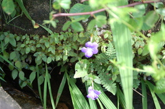 Achimenes longiflora