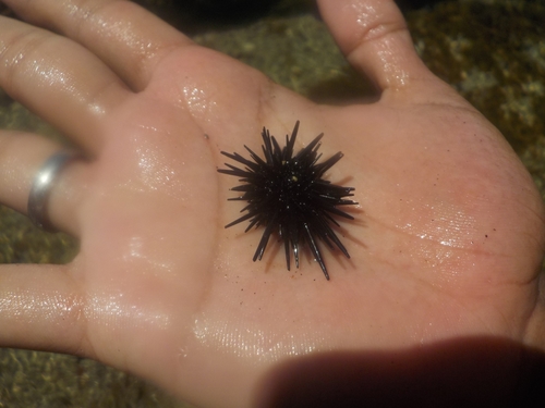 Sea Urchin