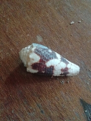 Conus nocturnus