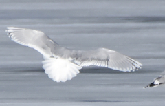 Larus glaucoides kumlieni