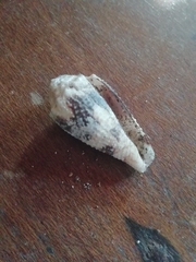 Conus nocturnus