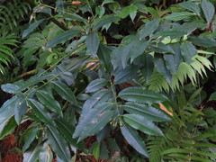 Ardisia virens