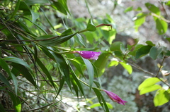 Sobralia macdougallii