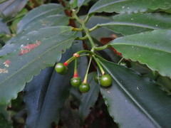 Ardisia virens