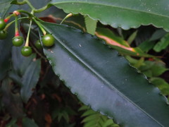 Ardisia virens