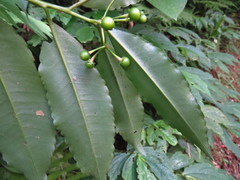 Ardisia virens
