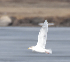 Larus glaucoides kumlieni