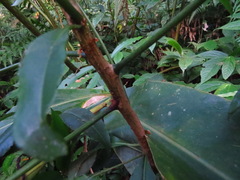 Ardisia virens