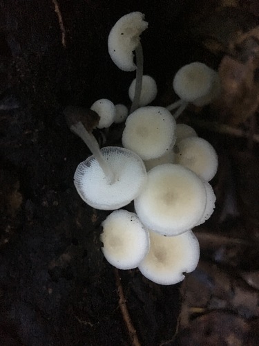Favolaschia manipularis image