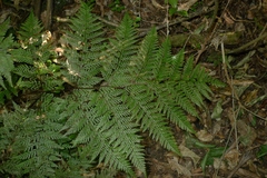 Leptolepia novae-zelandiae