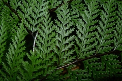 Leptolepia novae-zelandiae