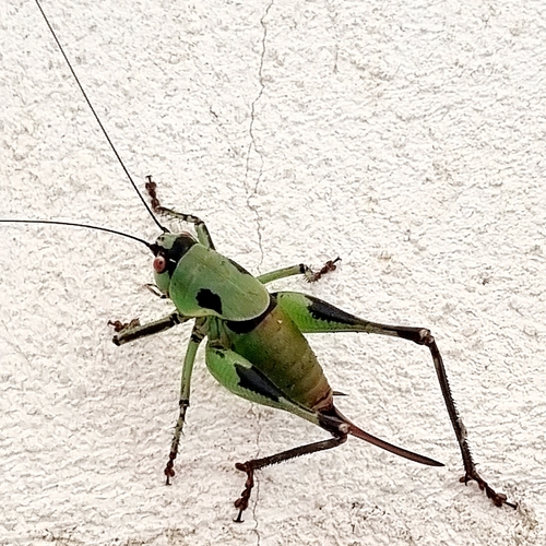 Eupholidoptera icariensis · NaturaLista Colombia