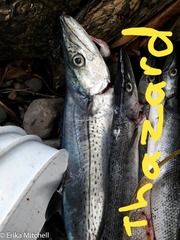 Scomberomorus regalis