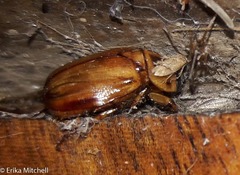 Cyclocephala annamariae