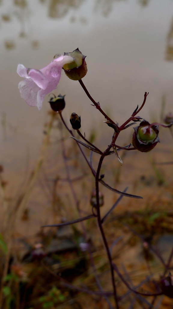 Anisantherina