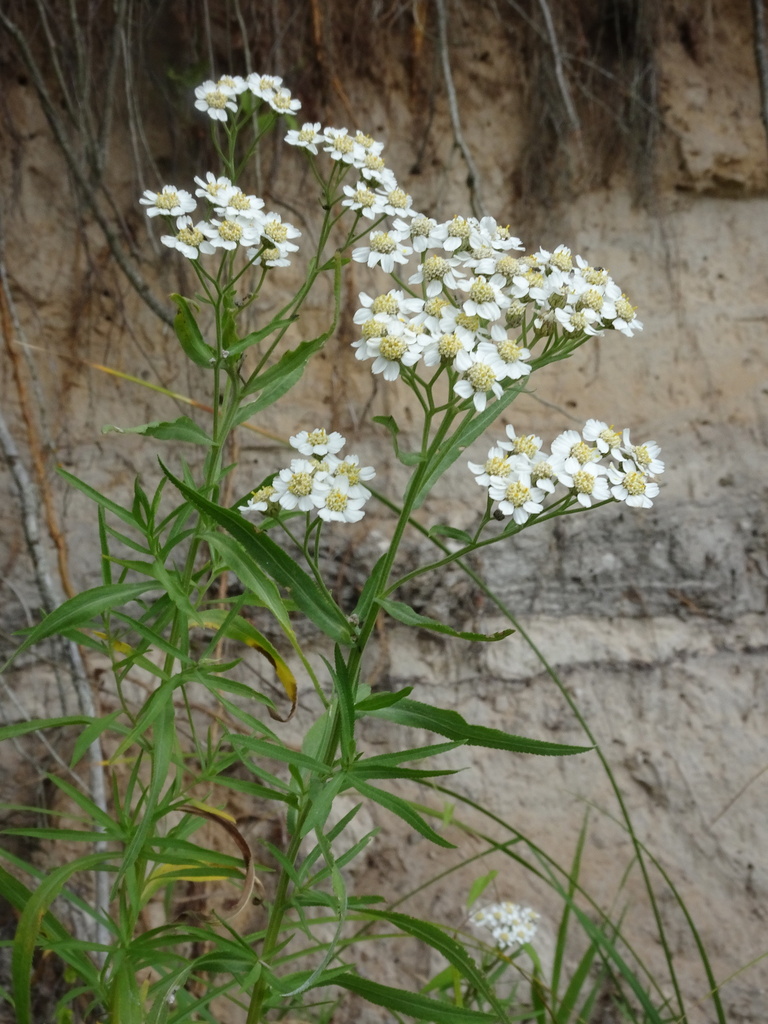 willowleaf yarrow