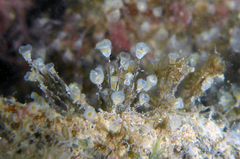 Entoprocta