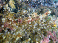 Entoprocta