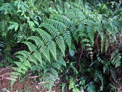 Dennstaedtia scandens